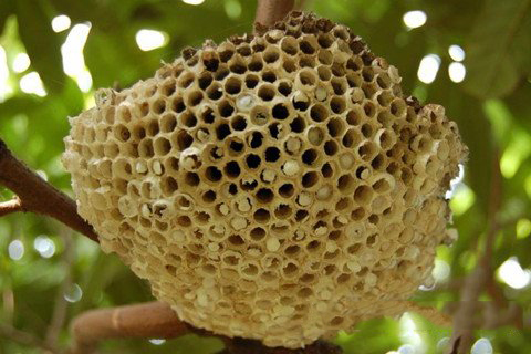 梦见蜂窝 蜂巢