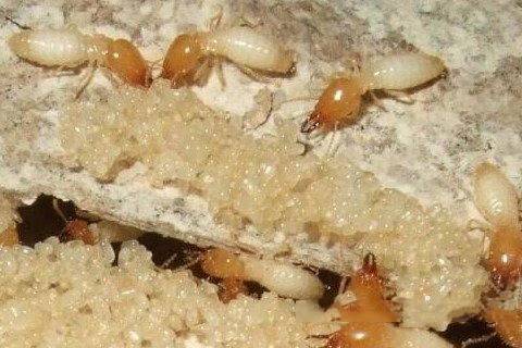 梦见白蚁 白蚂蚁