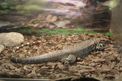 梦见晰蜴在爬行