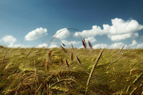 梦见穗分叉为二