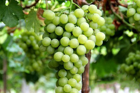 每日一签 观音灵签第21签解签