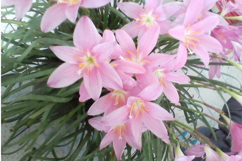 梦见兰花开得很茂盛