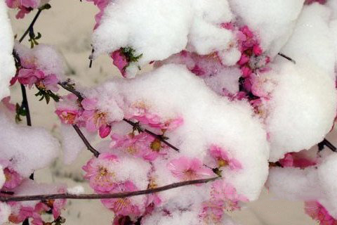 妈祖灵签第42签解签 拱天宫妈祖灵签 第四十二签