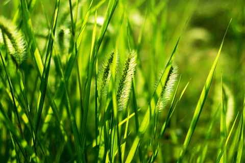 梦见草 青草 割草