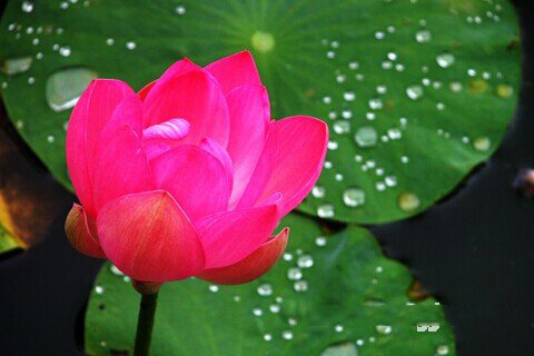 妈祖灵签第98签解签 拱天宫妈祖灵签 第九十八签