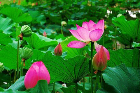 妈祖灵签第99签解签 拱天宫妈祖灵签 第九十九签