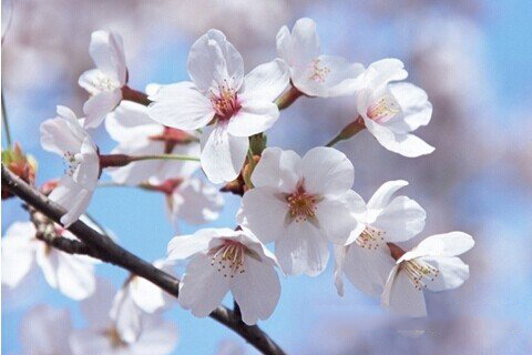 妈祖灵签第100签解签 拱天宫妈祖灵签 第一百签