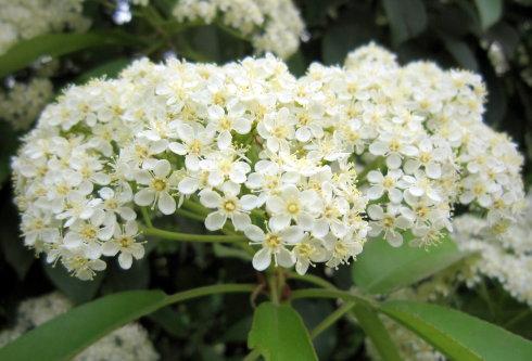 妈祖灵签第101签解签 拱天宫妈祖灵签 第一百零一签