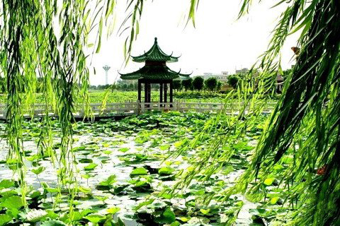 梦见柳枝迎风摇曳