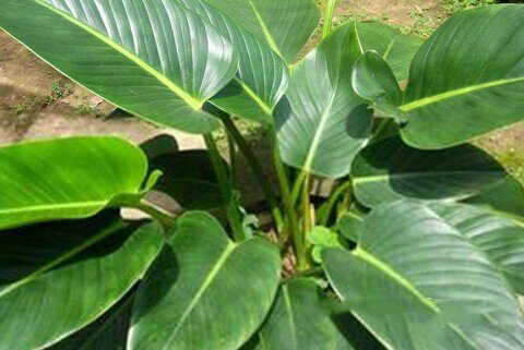 关公灵签第91签解签 关公灵签第九十一签：赵子龙抱太子