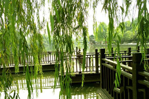 梦见柳树 杨柳 垂柳