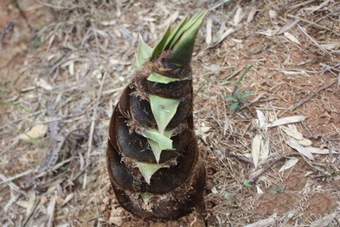梦见竹笋