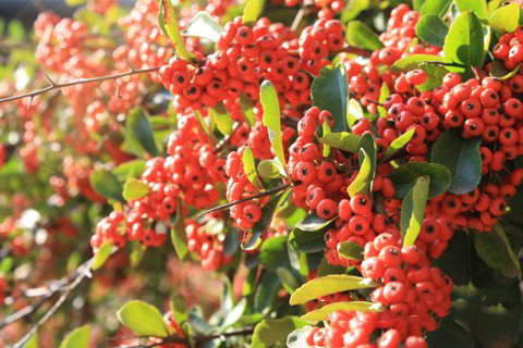 梦见很多树结出红色的果实