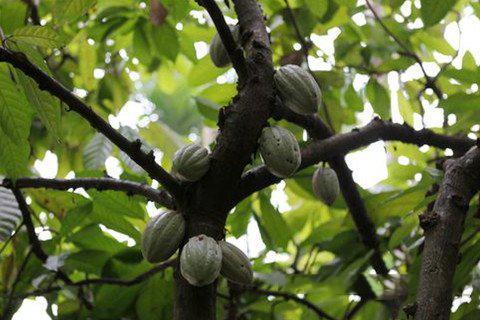 梦见可可豆 可可树