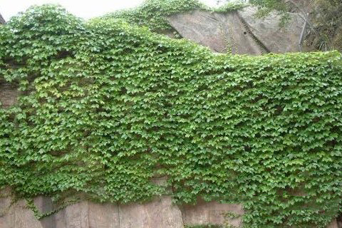 梦见攀缘植物 攀援植物