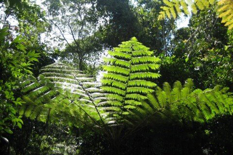 梦见羊齿科植物