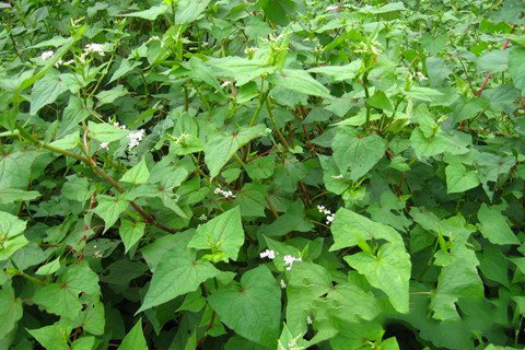 文殊菩萨灵签第93签解签 文殊菩萨灵签第九十三签 上签