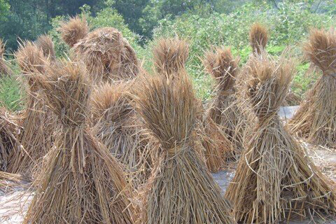 文殊菩萨灵签第98签解签 文殊菩萨灵签第九十八签 中签