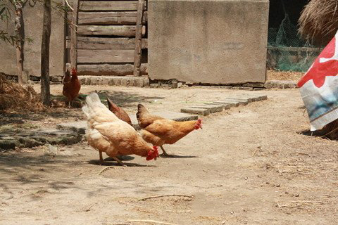 送子娘娘灵签第18签解签 注生娘娘灵签 第十八签