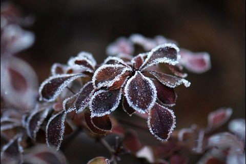 梦见霜降草木枯萎