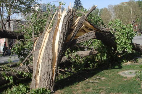 梦见大风吹大树