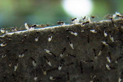 三平祖师灵签第35签解签 三平祖师灵签 第三十五签