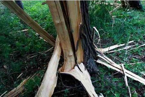 梦见雷电击中树木