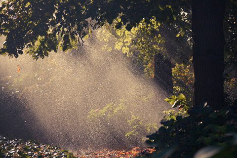 梦见太阳在雨中照耀