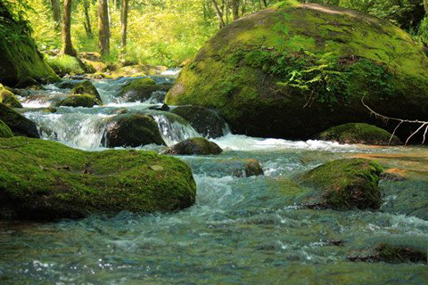 清水祖师运签第31签解签 福安寺清水祖师运签 第三十一首：弟、子游