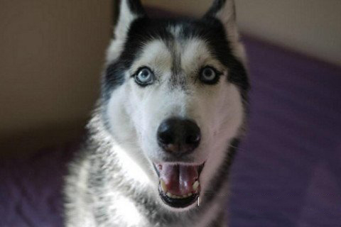 梦见会说话的动物