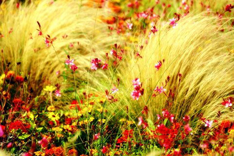 梦见明亮的色彩