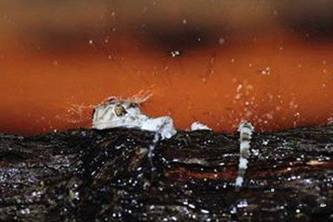 梦见雨中出现动物