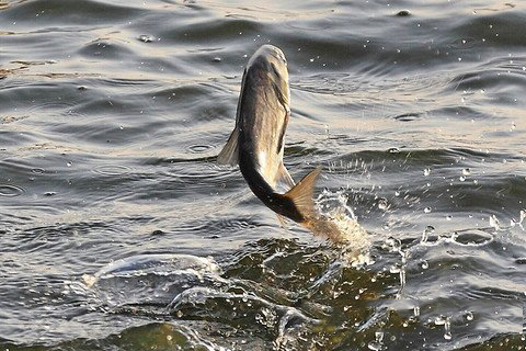 梦见鱼在空中飞