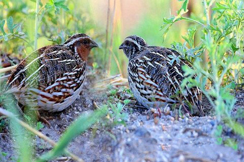 梦见隐藏的事物