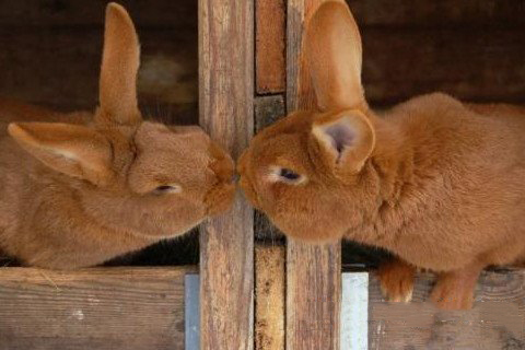 梦见和自己做爱