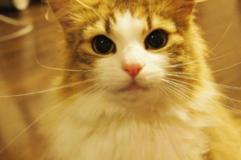 梦见猫咬我手背