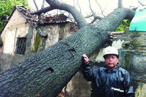 梦见大树砸倒自家房屋