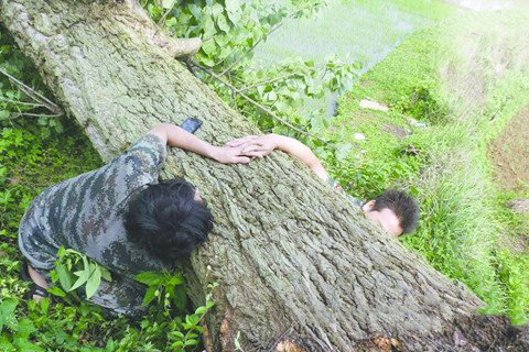 梦见大风吹断大树