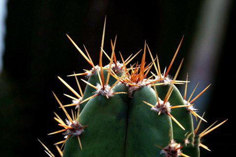 梦见刺与刺伤刺痛