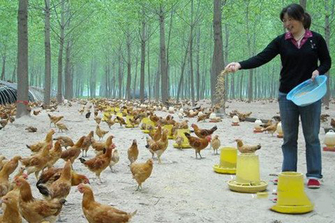 梦见养鸡