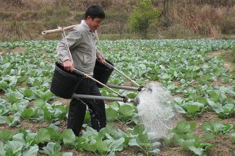 梦见给菜浇水