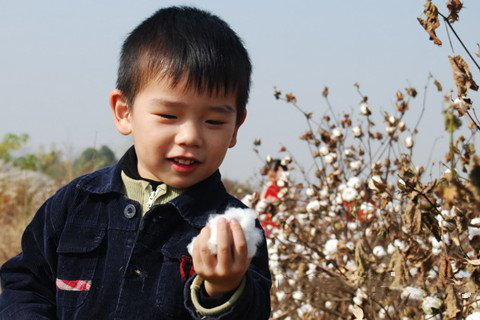 梦见摘棉花