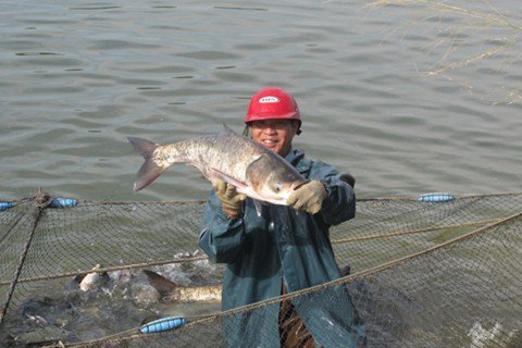 梦见自己在河里抓鱼