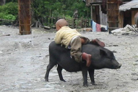 梦见骑着猪过江、湖水或大海