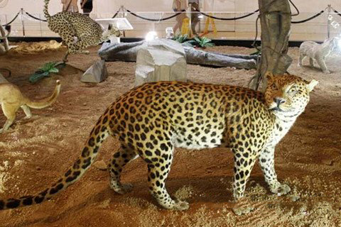 梦见动物展览会