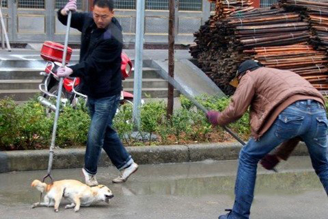 梦见打狗 狗被打