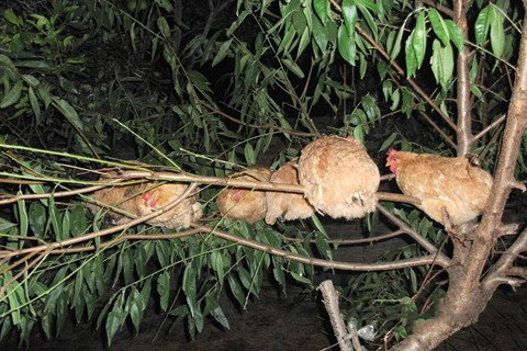 梦见上升 上树 上山 上飞机