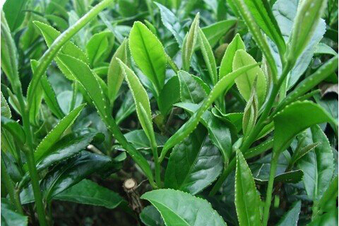 梦见茶叶
