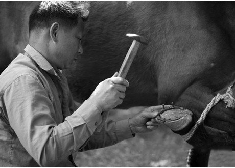梦见马蹄铁 马掌