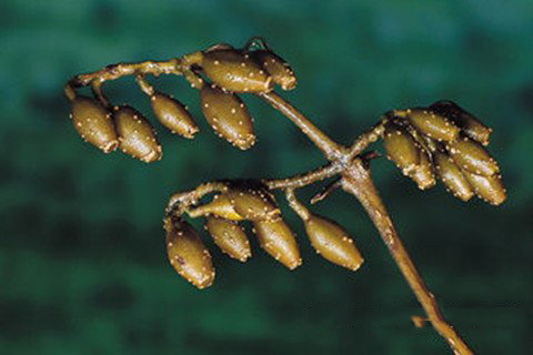 梦见奎宁 金鸡纳霜